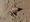 11347 Clearnose Skate 05/05/26 9:00am 11347 Clearnose Skate 05/05/26 9:00am