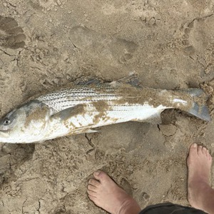 Image #11378 from GreatAnglers.com