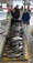 11380 Black Sea Bass, Ling and Flounder 05/26/26 3:26pm 11380 Black Sea Bass, Ling and Flounder 05/26/26 3:26pm
