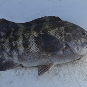Image #11469 from GreatAnglers.com