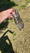 11509 Channel Catfish 07/04/26 9:48am 11509 Channel Catfish 07/04/26 9:48am