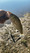 11511 Striped Bass 07/04/26 8:08am 11511 Striped Bass 07/04/26 8:08am