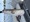 11595 Blue Catfish 08/09/26 11:14am 11595 Blue Catfish 08/09/26 11:14am