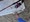11675 Bluefish 09/04/26 7:26pm 11675 Bluefish 09/04/26 7:26pm