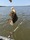 11698 Oyster Toadfish 09/17/26 11:40am 11698 Oyster Toadfish 09/17/26 11:40am
