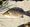 11734 Mangrove Snapper 10/15/26 9:52am 11734 Mangrove Snapper 10/15/26 9:52am