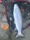 11743 Steelhead 10/23/26 6:55pm