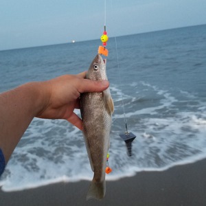 Image #1380 from GreatAnglers.com Image #1380 from GreatAnglers.com