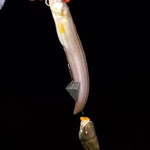 Image #1381 from GreatAnglers.com Image #1381 from GreatAnglers.com