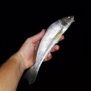 Image #1382 from GreatAnglers.com Image #1382 from GreatAnglers.com