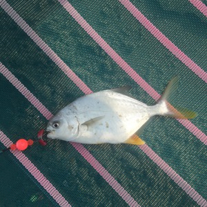 Image #1396 from GreatAnglers.com Image #1396 from GreatAnglers.com