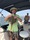 1407 Clearnose Skate 06/24/18 1:22pm