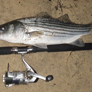 Image #1604 from GreatAnglers.com Image #1604 from GreatAnglers.com