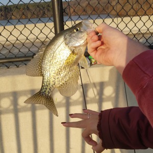 Image #1637 from GreatAnglers.com Image #1637 from GreatAnglers.com