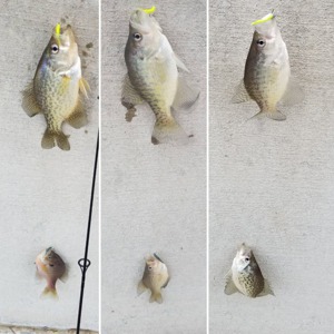 Image #1668 from GreatAnglers.com Image #1668 from GreatAnglers.com