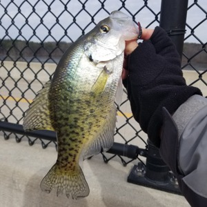 Image #1685 from GreatAnglers.com Image #1685 from GreatAnglers.com