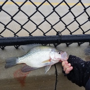 Image #1705 from GreatAnglers.com Image #1705 from GreatAnglers.com