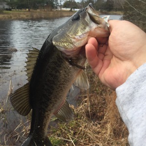 Image #1711 from GreatAnglers.com Image #1711 from GreatAnglers.com