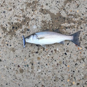 Image #1720 from GreatAnglers.com Image #1720 from GreatAnglers.com