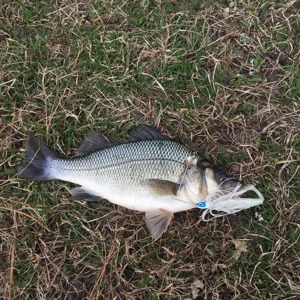 Image #1723 from GreatAnglers.com Image #1723 from GreatAnglers.com