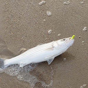 Image #1758 from GreatAnglers.com Image #1758 from GreatAnglers.com