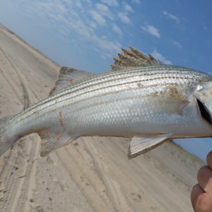Image #1787 from GreatAnglers.com Image #1787 from GreatAnglers.com