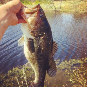 Image #1790 from GreatAnglers.com Image #1790 from GreatAnglers.com