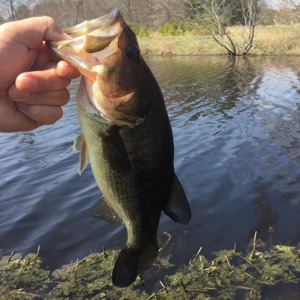 Image #1791 from GreatAnglers.com Image #1791 from GreatAnglers.com