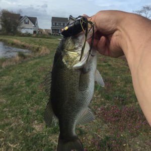 Image #1825 from GreatAnglers.com Image #1825 from GreatAnglers.com