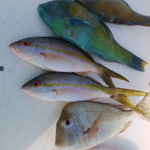 Image #1870 from GreatAnglers.com Image #1870 from GreatAnglers.com