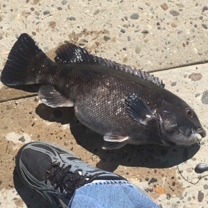 Image #1876 from GreatAnglers.com Image #1876 from GreatAnglers.com