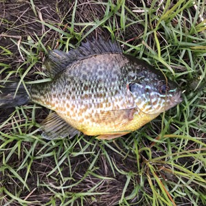 Image #1883 from GreatAnglers.com Image #1883 from GreatAnglers.com