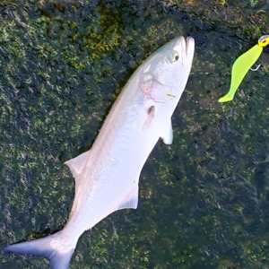 Image #1887 from GreatAnglers.com Image #1887 from GreatAnglers.com
