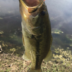 Image #1892 from GreatAnglers.com Image #1892 from GreatAnglers.com
