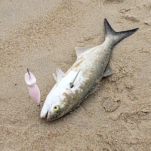 Image #1905 from GreatAnglers.com Image #1905 from GreatAnglers.com