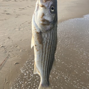 Image #1912 from GreatAnglers.com Image #1912 from GreatAnglers.com