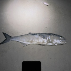 Image #1914 from GreatAnglers.com Image #1914 from GreatAnglers.com