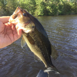 Image #1915 from GreatAnglers.com Image #1915 from GreatAnglers.com