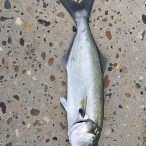 Image #1916 from GreatAnglers.com Image #1916 from GreatAnglers.com