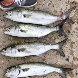 Image #1962 from GreatAnglers.com Image #1962 from GreatAnglers.com