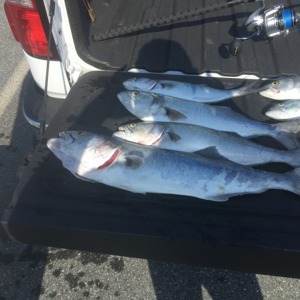 Image #1981 from GreatAnglers.com Image #1981 from GreatAnglers.com