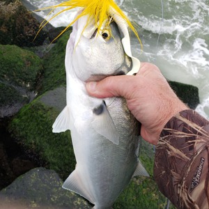 Image #1996 from GreatAnglers.com Image #1996 from GreatAnglers.com