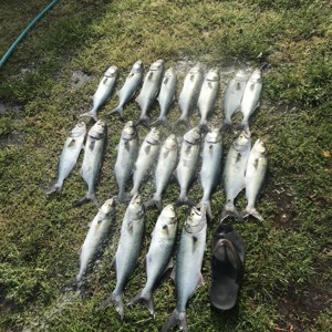Image #2000 from GreatAnglers.com Image #2000 from GreatAnglers.com