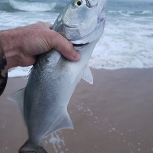 Image #2014 from GreatAnglers.com Image #2014 from GreatAnglers.com