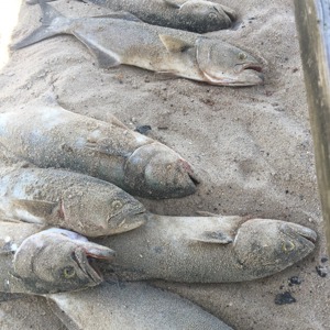 Image #2111 from GreatAnglers.com Image #2111 from GreatAnglers.com