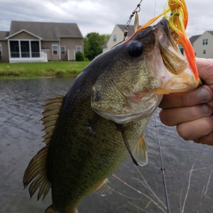 Image #2141 from GreatAnglers.com Image #2141 from GreatAnglers.com