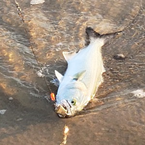 Image #2145 from GreatAnglers.com Image #2145 from GreatAnglers.com