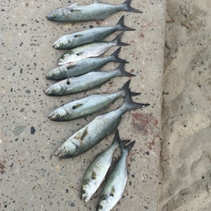 Image #2146 from GreatAnglers.com Image #2146 from GreatAnglers.com