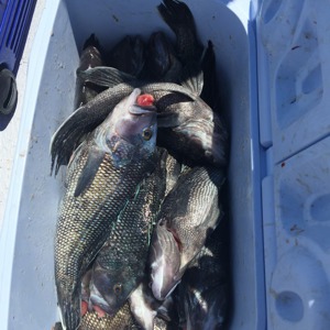 Image #2199 from GreatAnglers.com Image #2199 from GreatAnglers.com