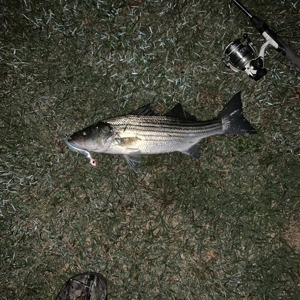 Image #2377 from GreatAnglers.com Image #2377 from GreatAnglers.com